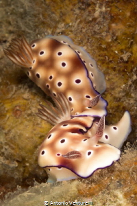 Hypselodoris tryoni by Antonio Venturelli 